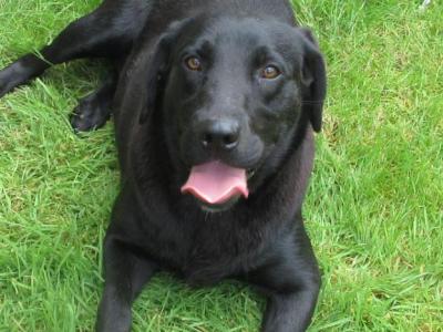 Female Black Labrador puppy 12 months old in Carlow